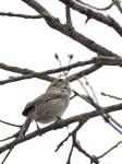 Bewicks Wren 7383